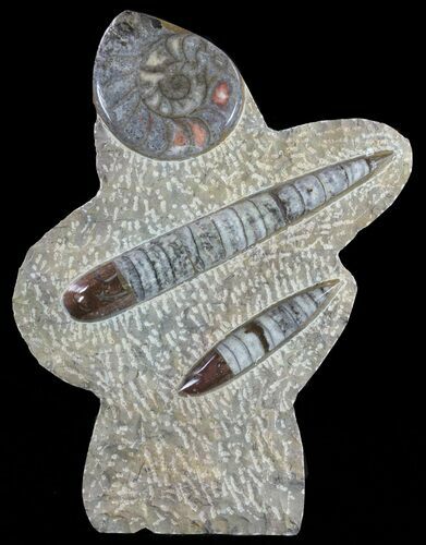 Fossil Goniatite & Orthoceras Sculpture - #62371